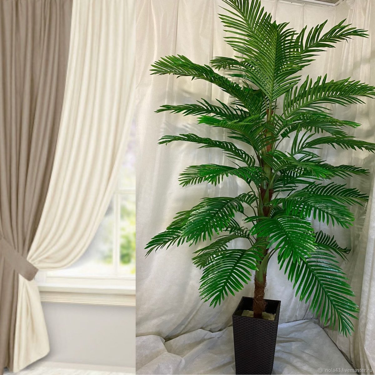 Palm Tree in