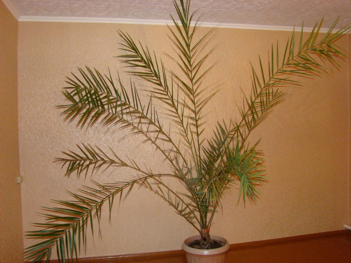 Канарская финиковая Пальма