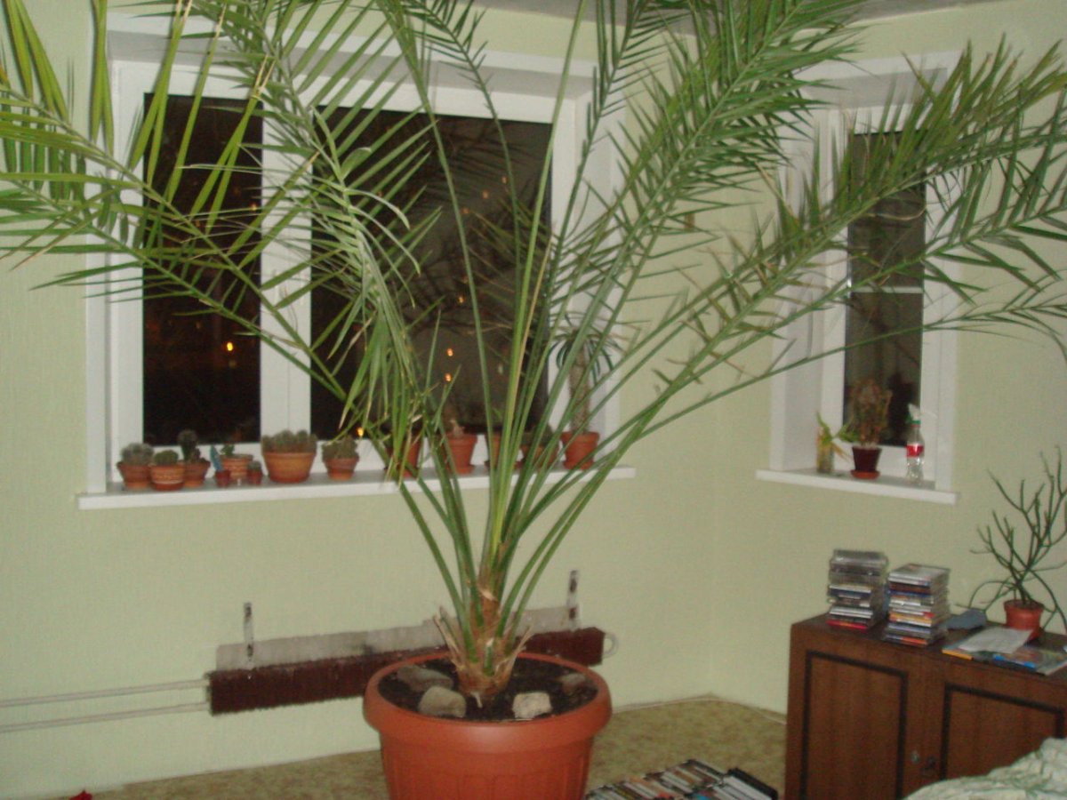 Пальма Арека - Areca d25 h160