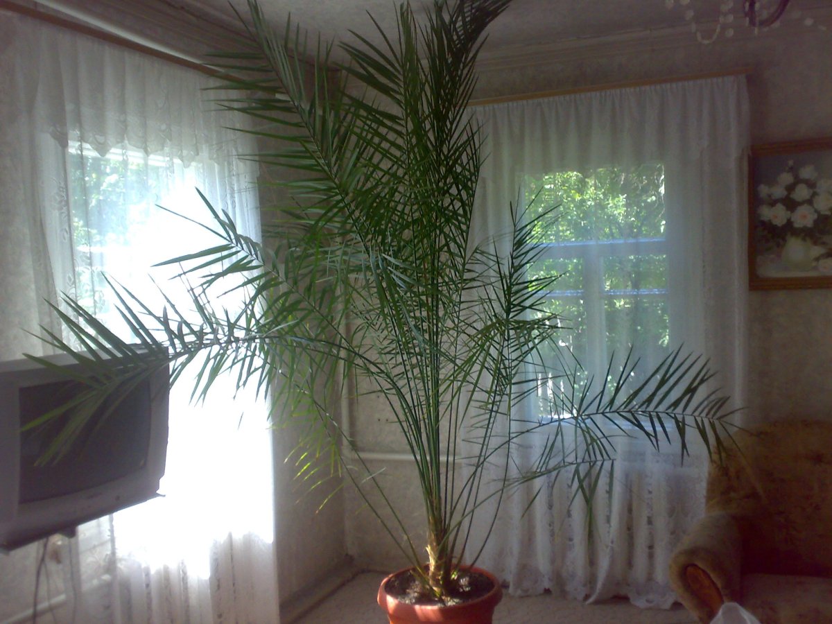 Финик Робелена