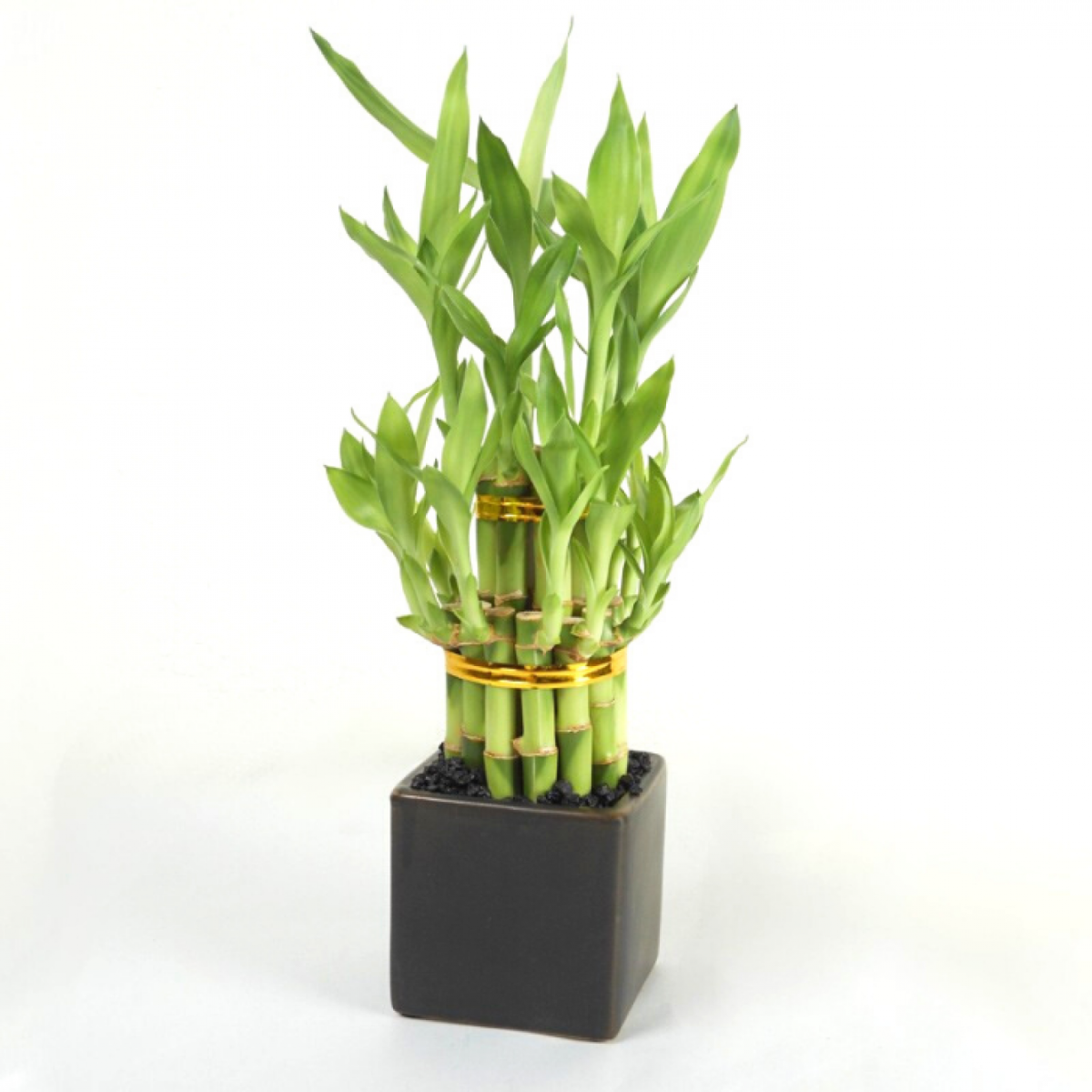 Драцена Сандера корни