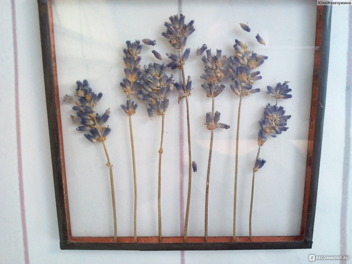 Гербарий под стеклом