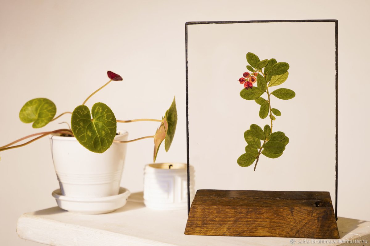 Живопись Ботаническая гербарий