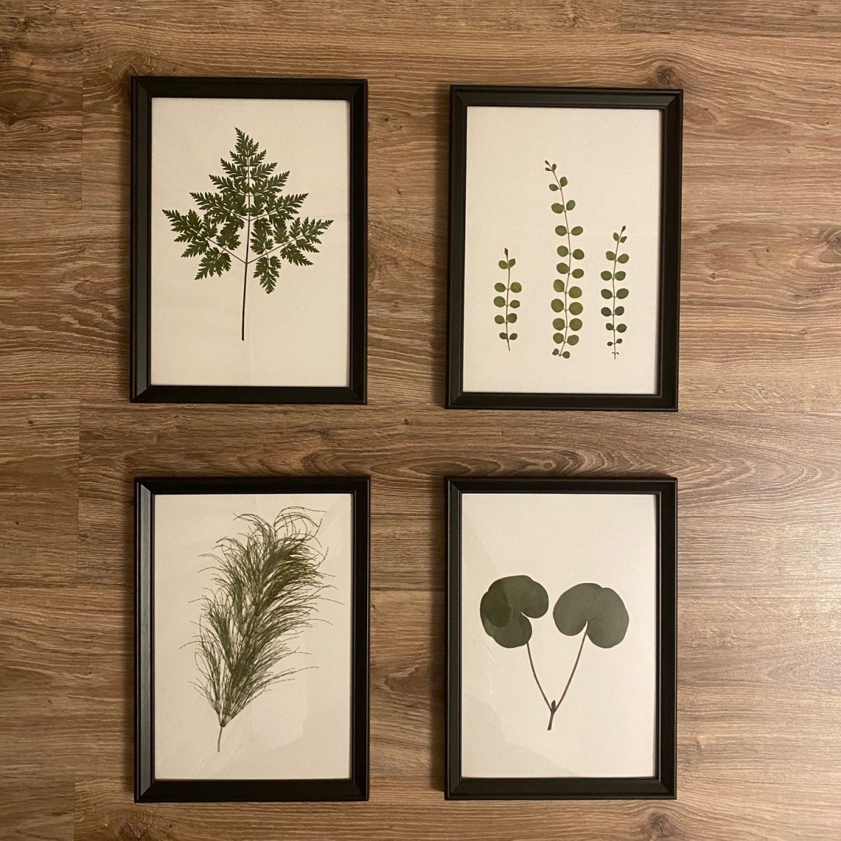 Гербарий на стене