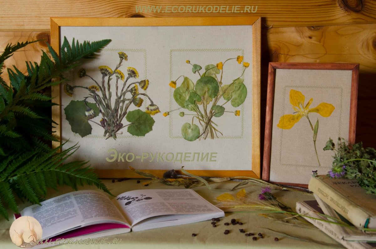 Гербарий в оформлении комнаты