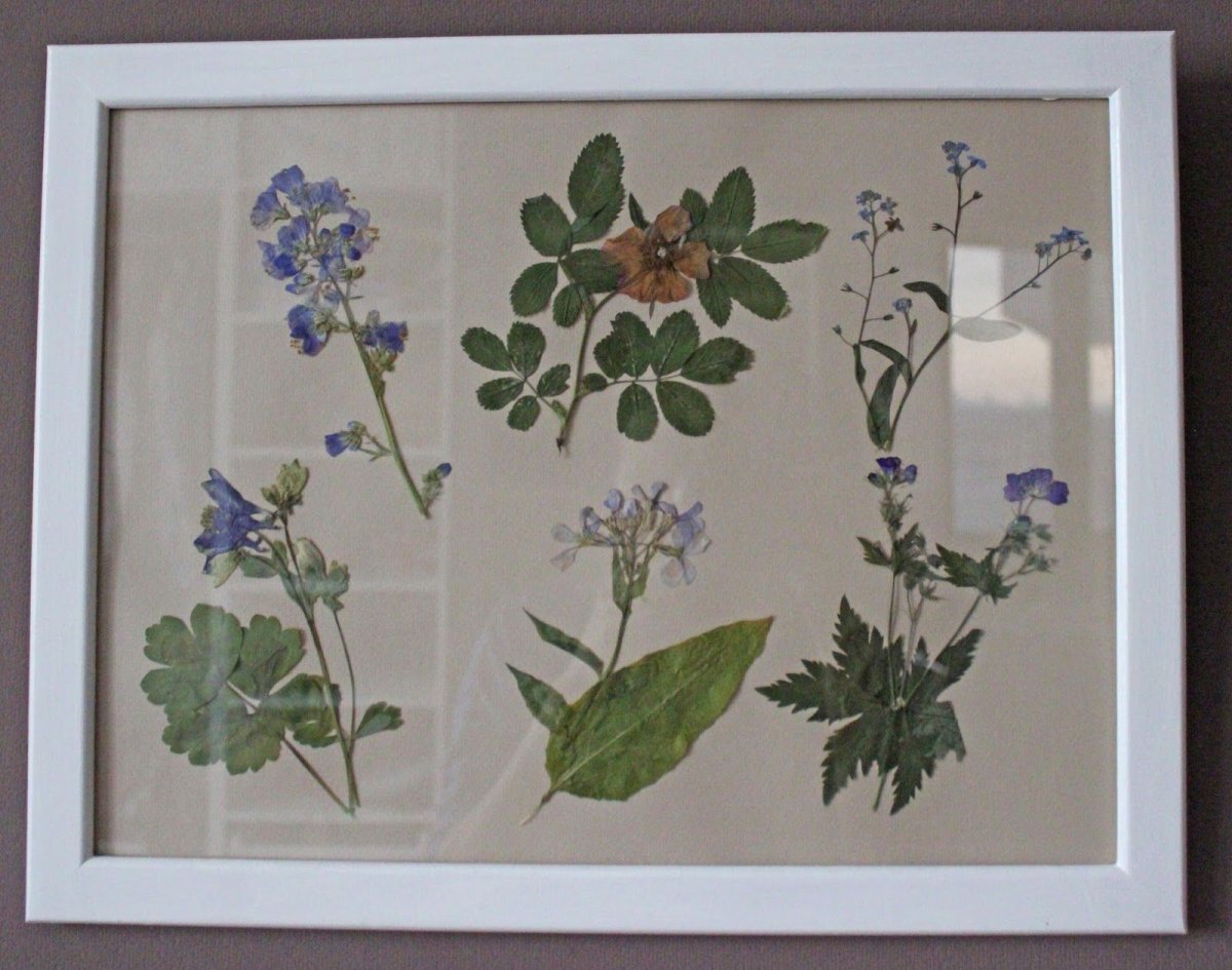 Гербарий Вавилова