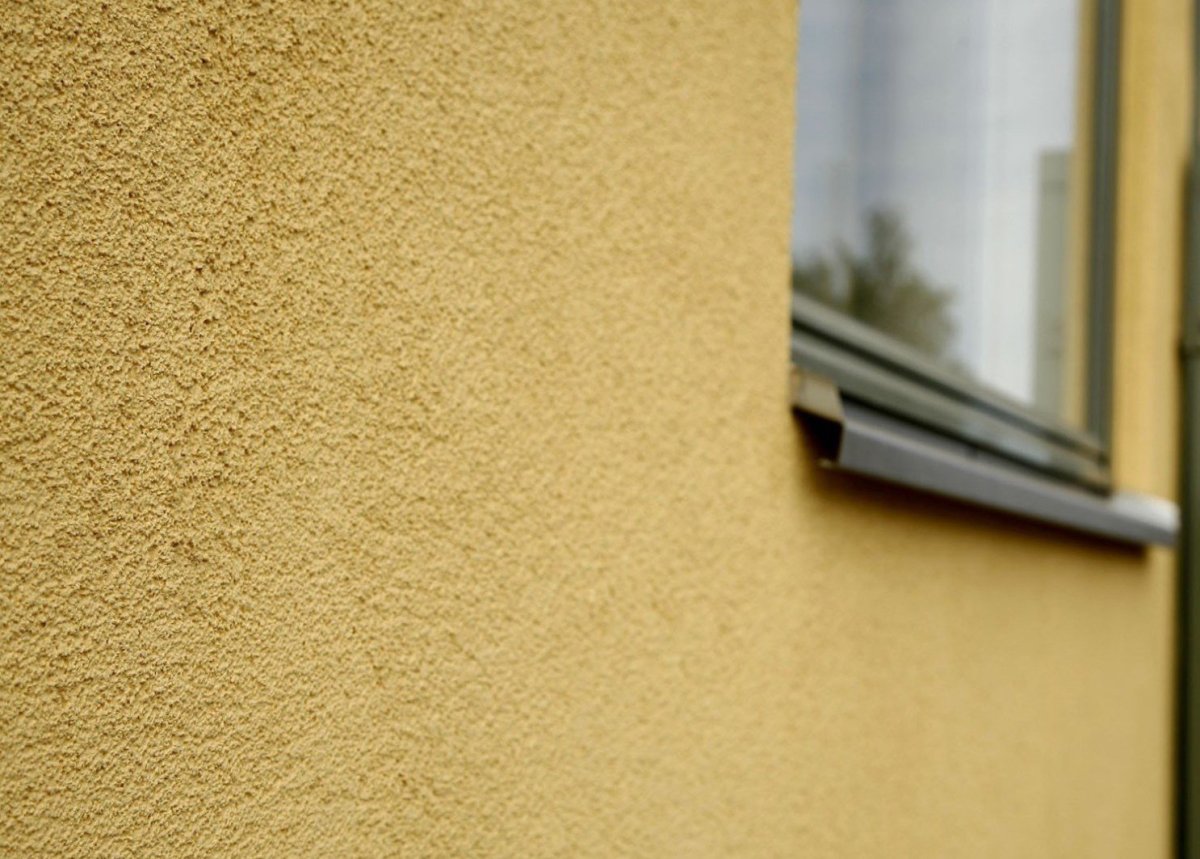 Короед камешковая