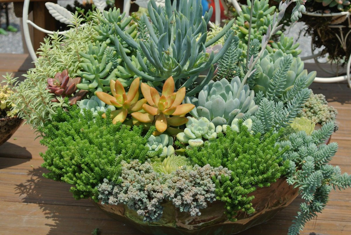 Кактус Жардин бонсай