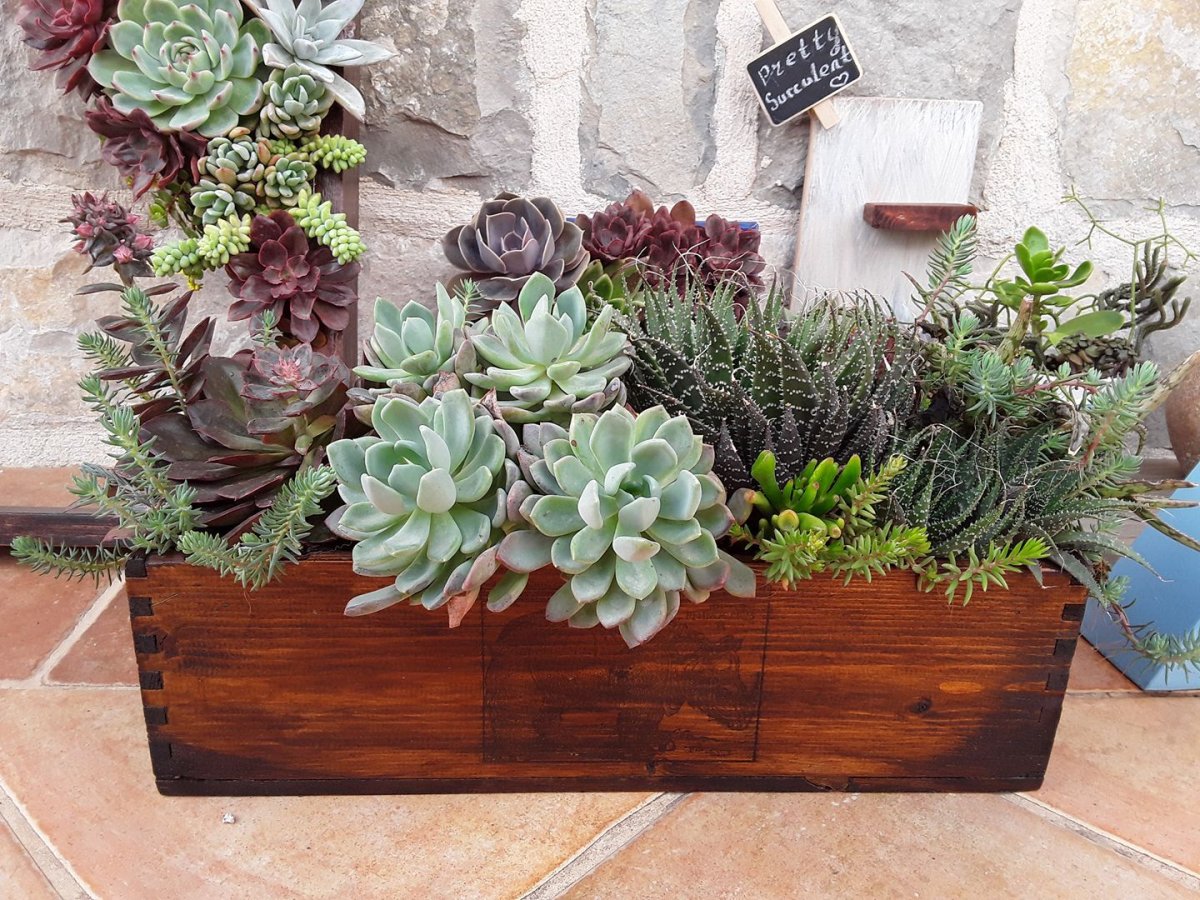 Горшечное Озеленение «садик из суккулентов»