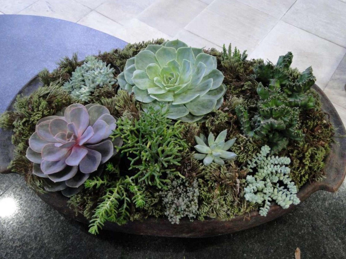 Серебристые большие Суккуленты в интерьере
