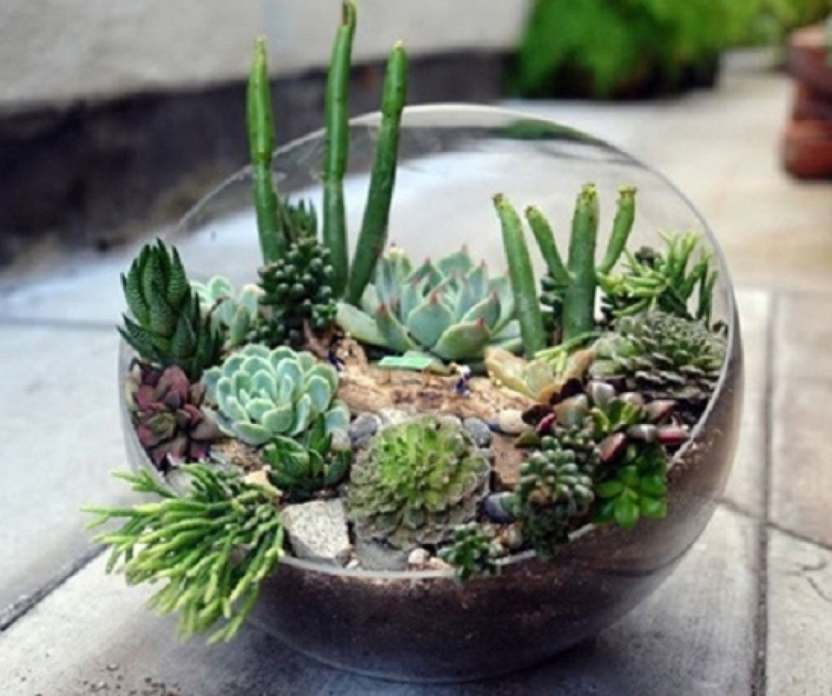 Эчеверия Кактус флорариум