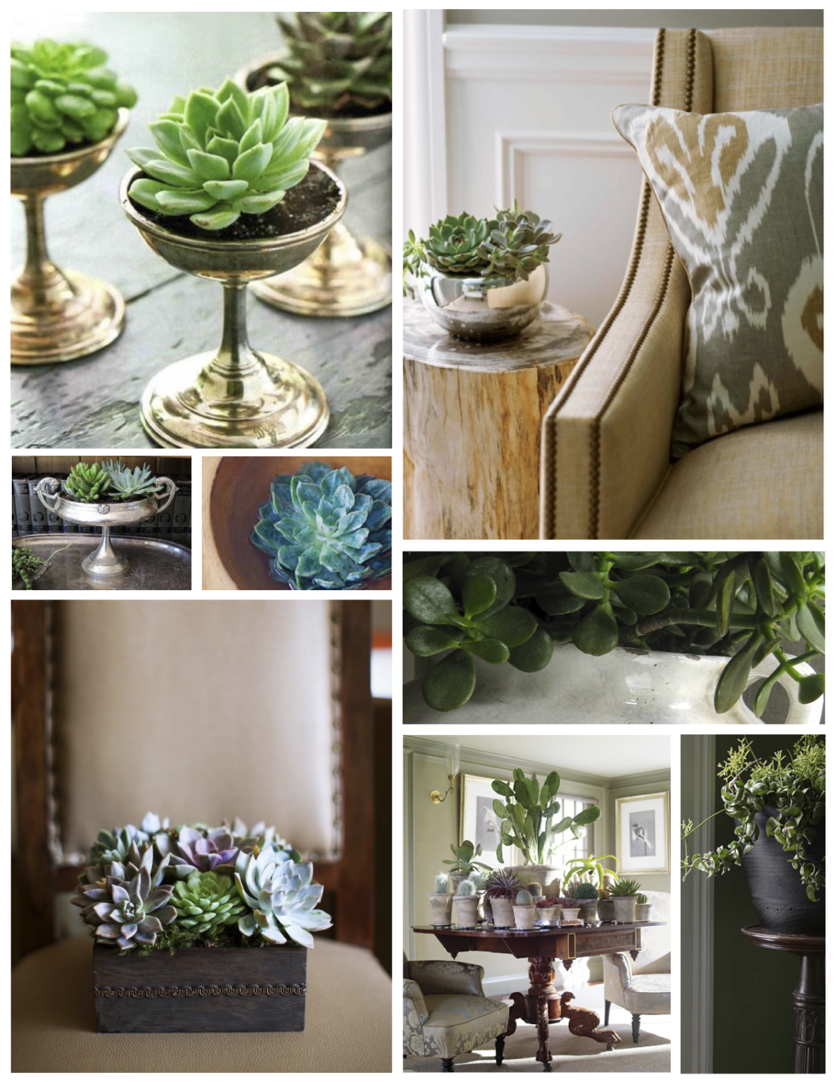 Суккуленты в комнате