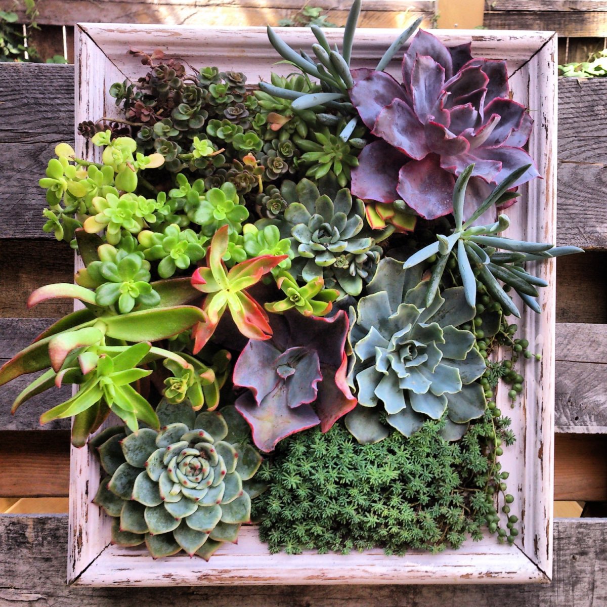 Камнеломка суккулент