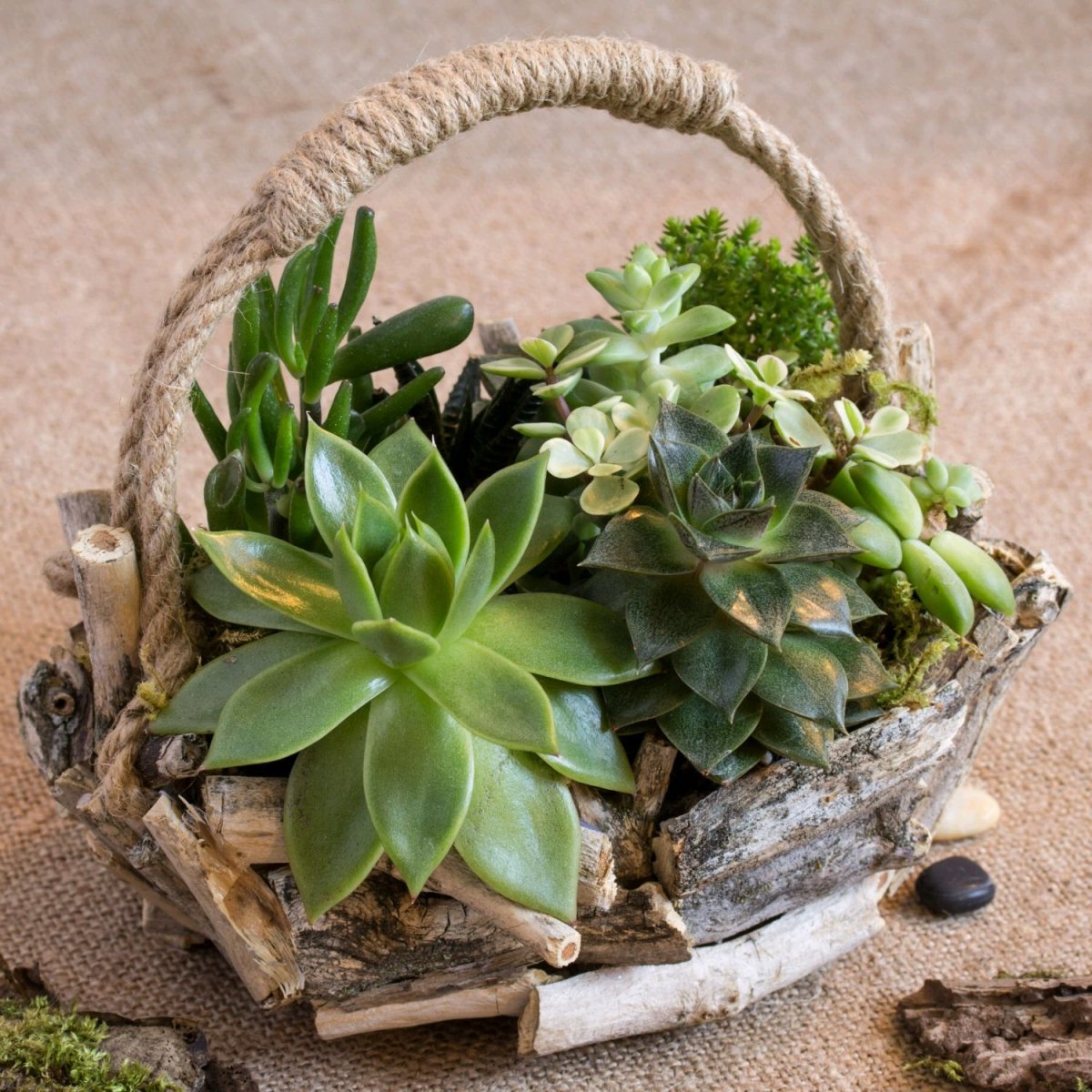 Суккулентный микс