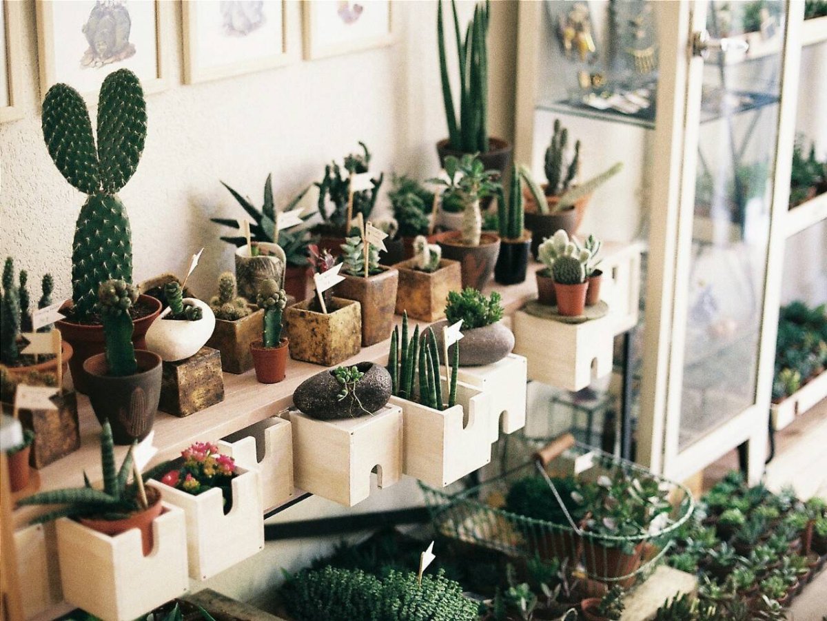 Суккуленты в интерьере