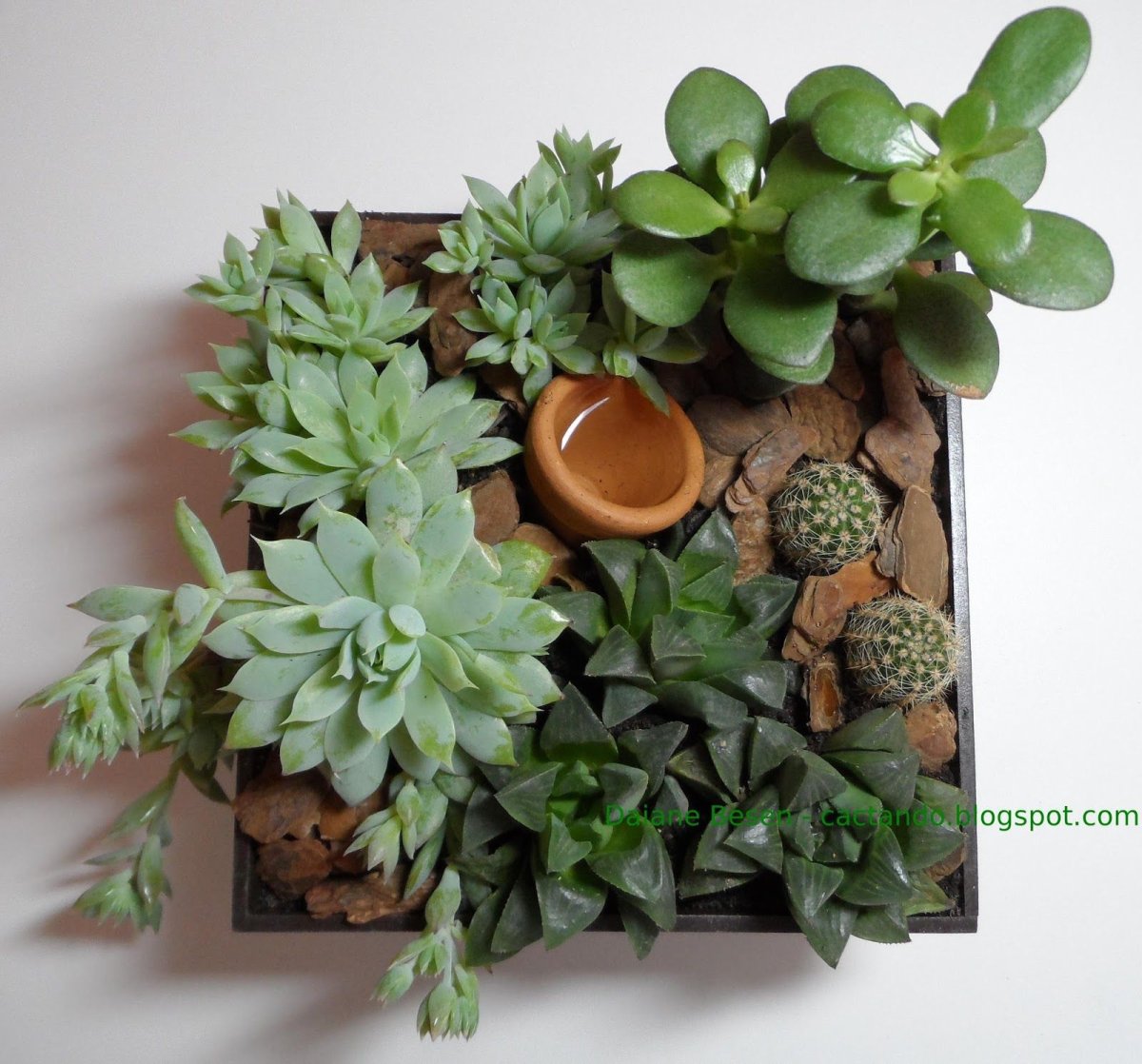 Композиция из суккулентов и кактусов в прямоугольном