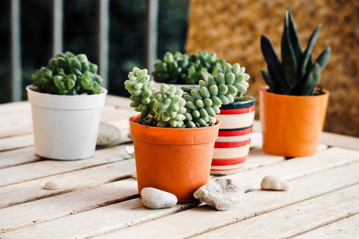 Pots for succulents