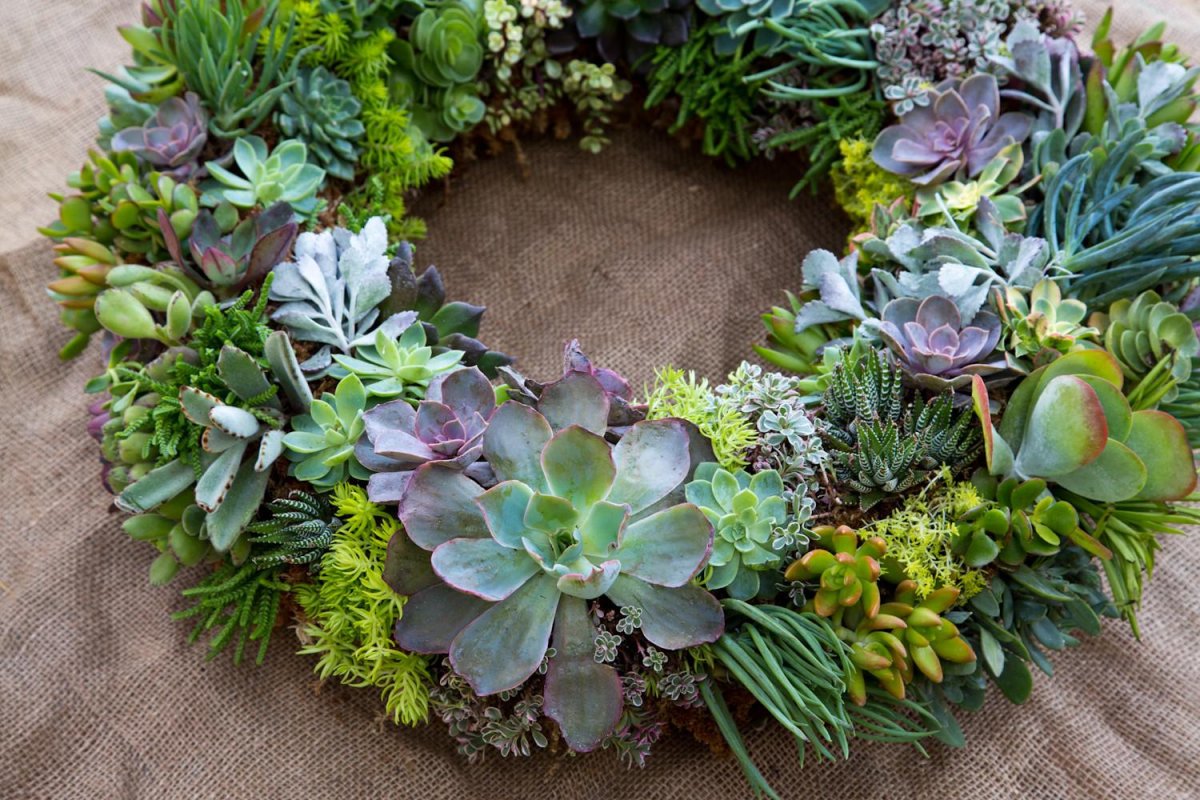 Суккуленты Черноземья