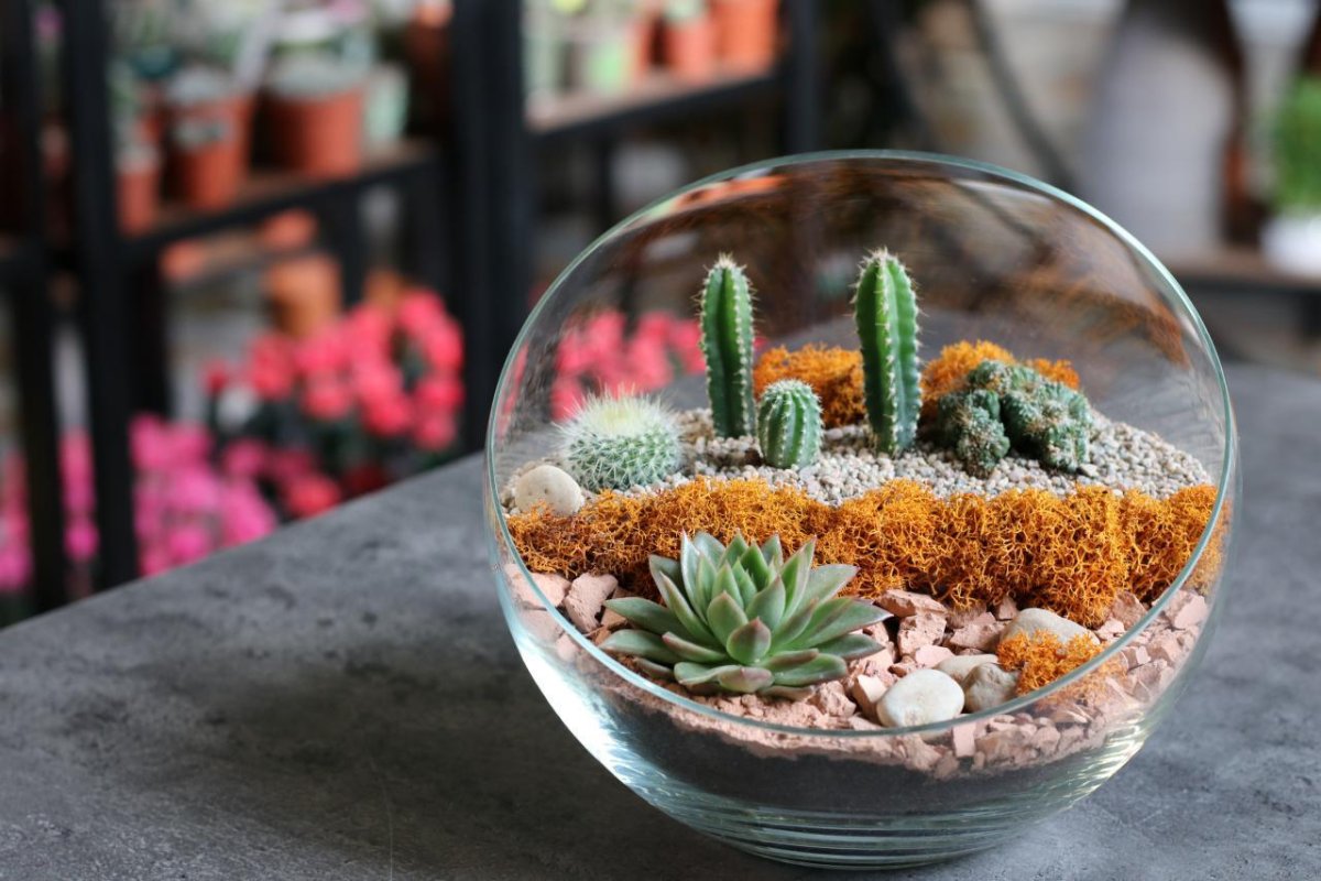 Флорариум с кактусами