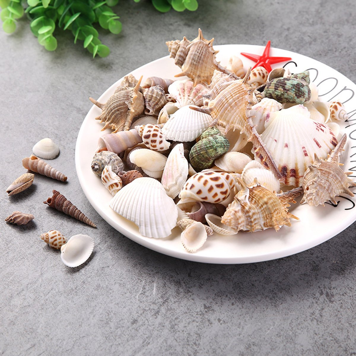 Ракушки маленькие украшения