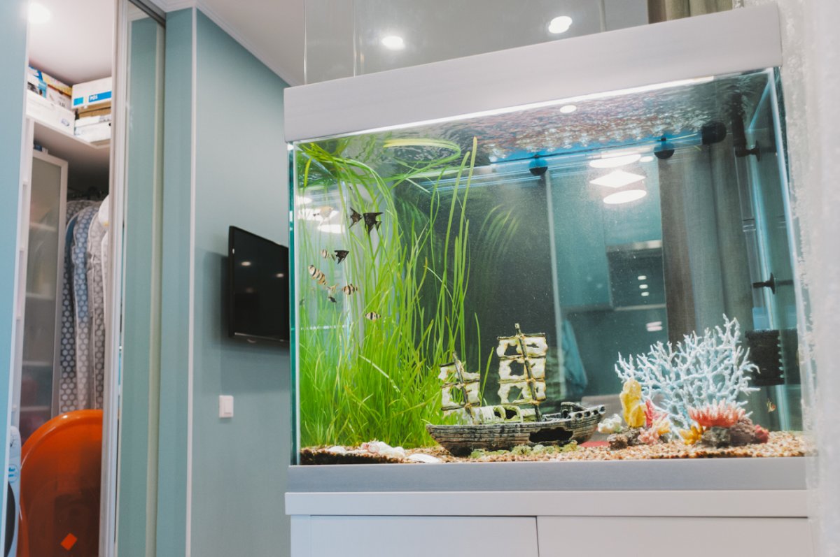 Необычные аквариумы