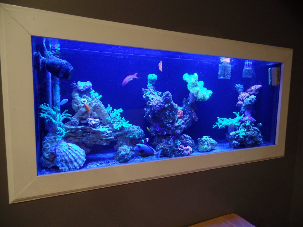 Стеклянный пол аквариум