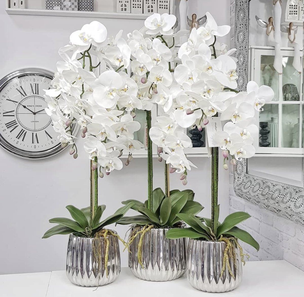 Орхидея Hague фаленопсис