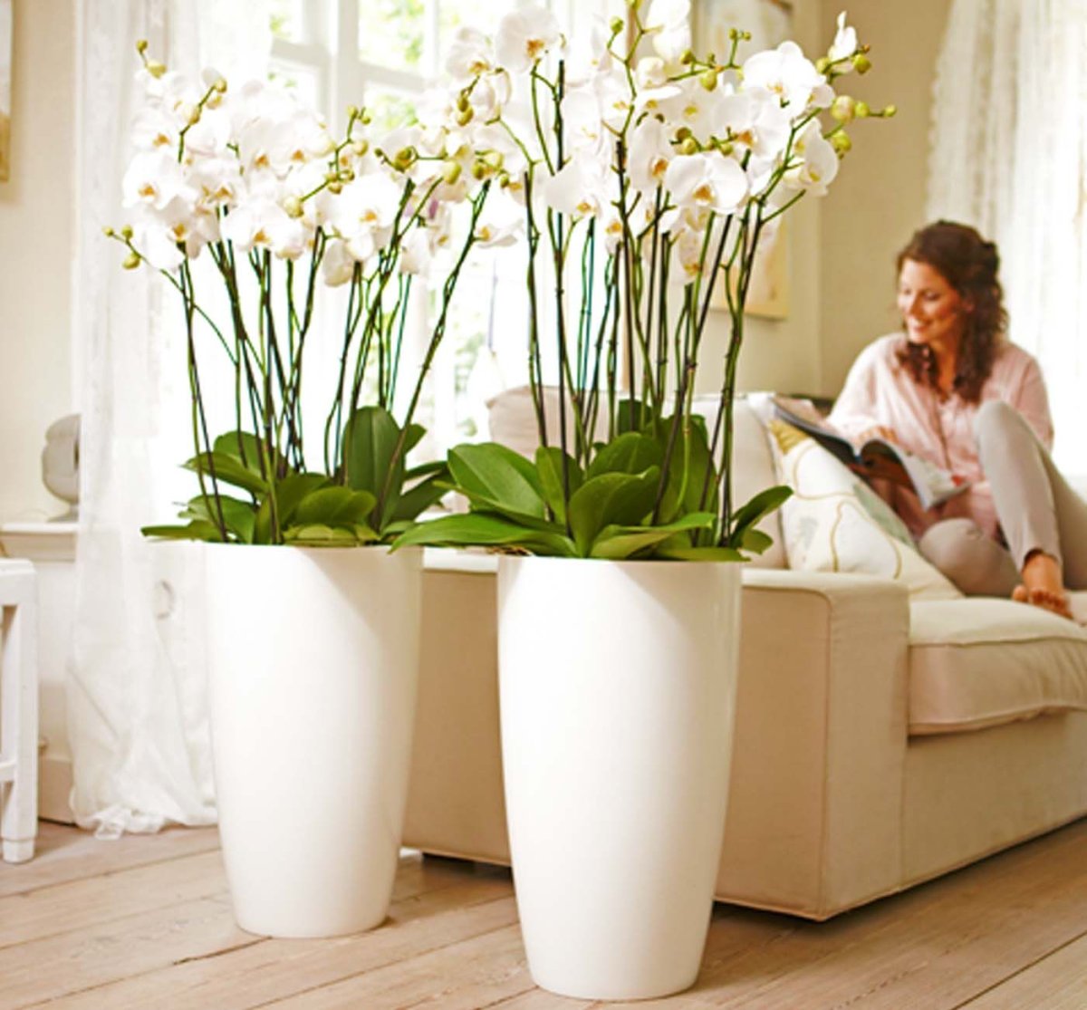 Фаленопсис отглеждане