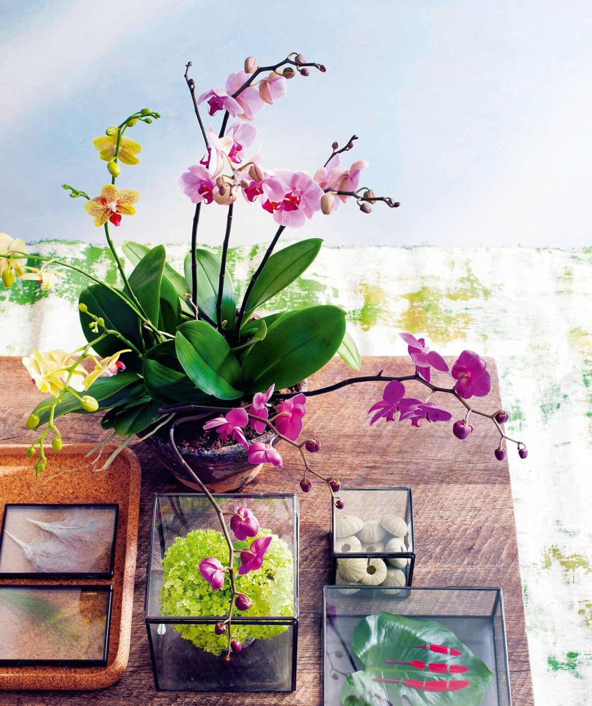 Белая Орхидея в интерьере