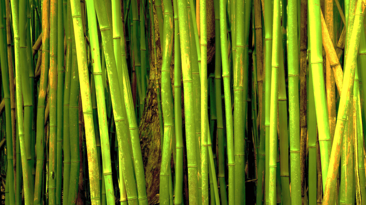 Бумажный бамбук