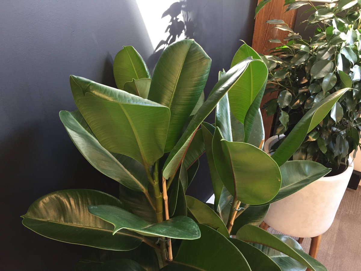 Фикус каучуконосный (Rubber Plant)