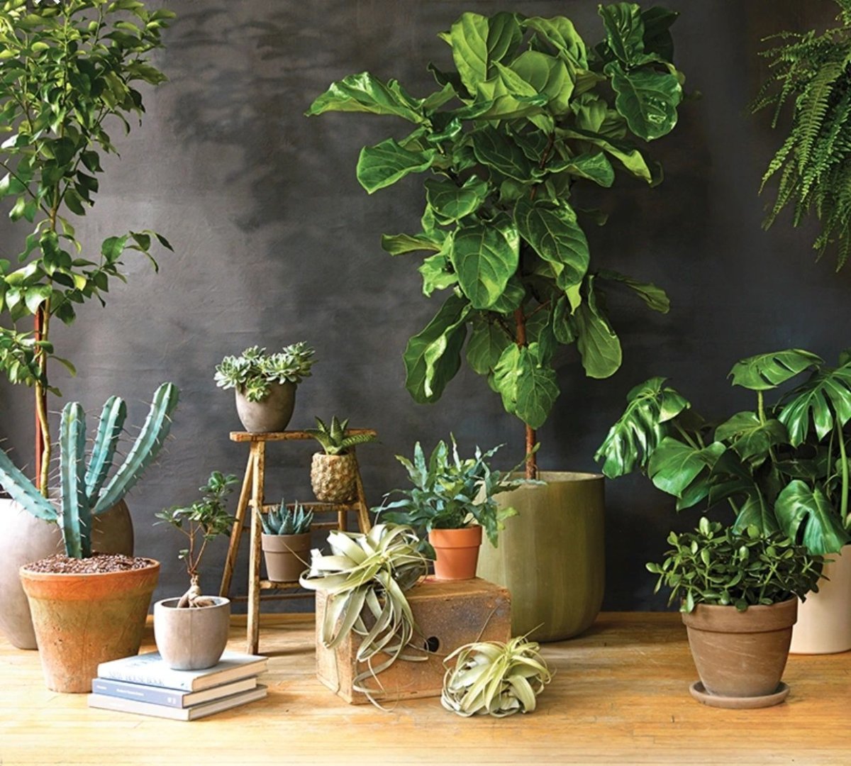 Растение ассорти houseplants