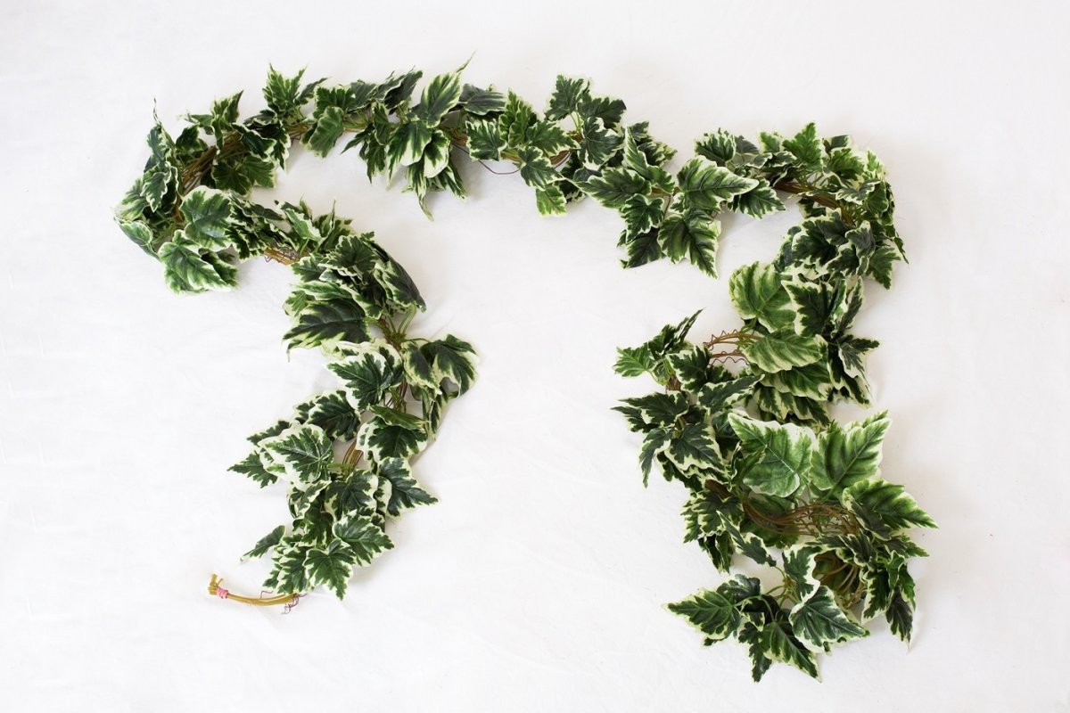 Плющ Глициния