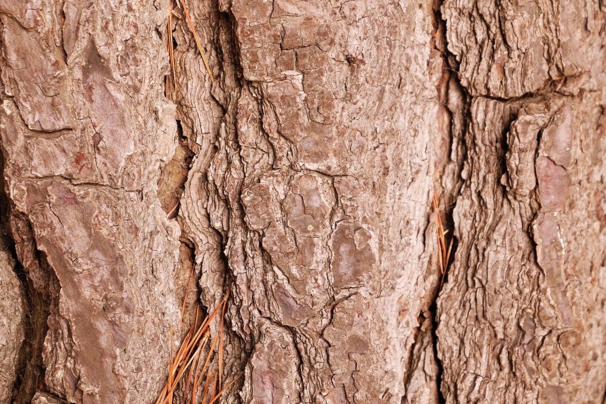 Декоративная кора дерева