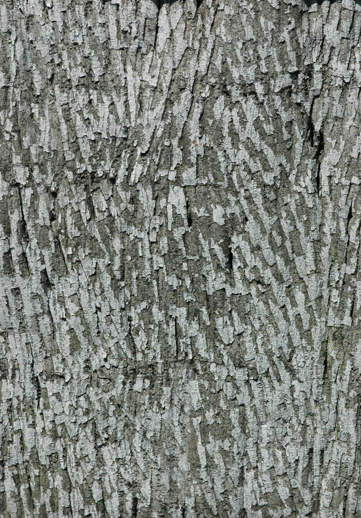 Самое гибкая кора дерева в мире