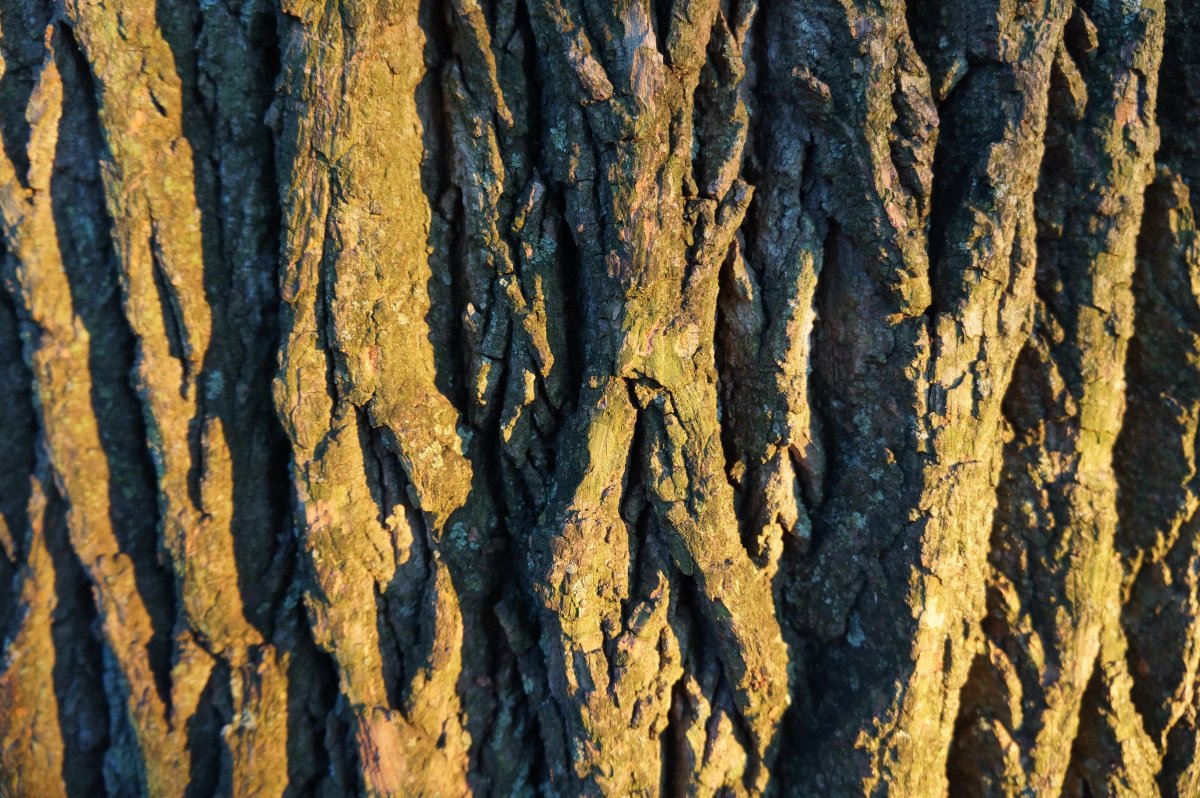 Aspergillus на коре дерева