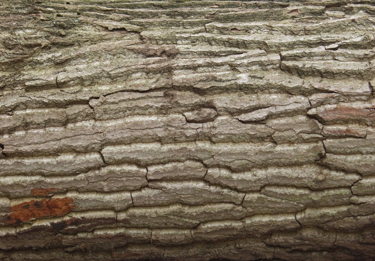 Обдир коры древесины