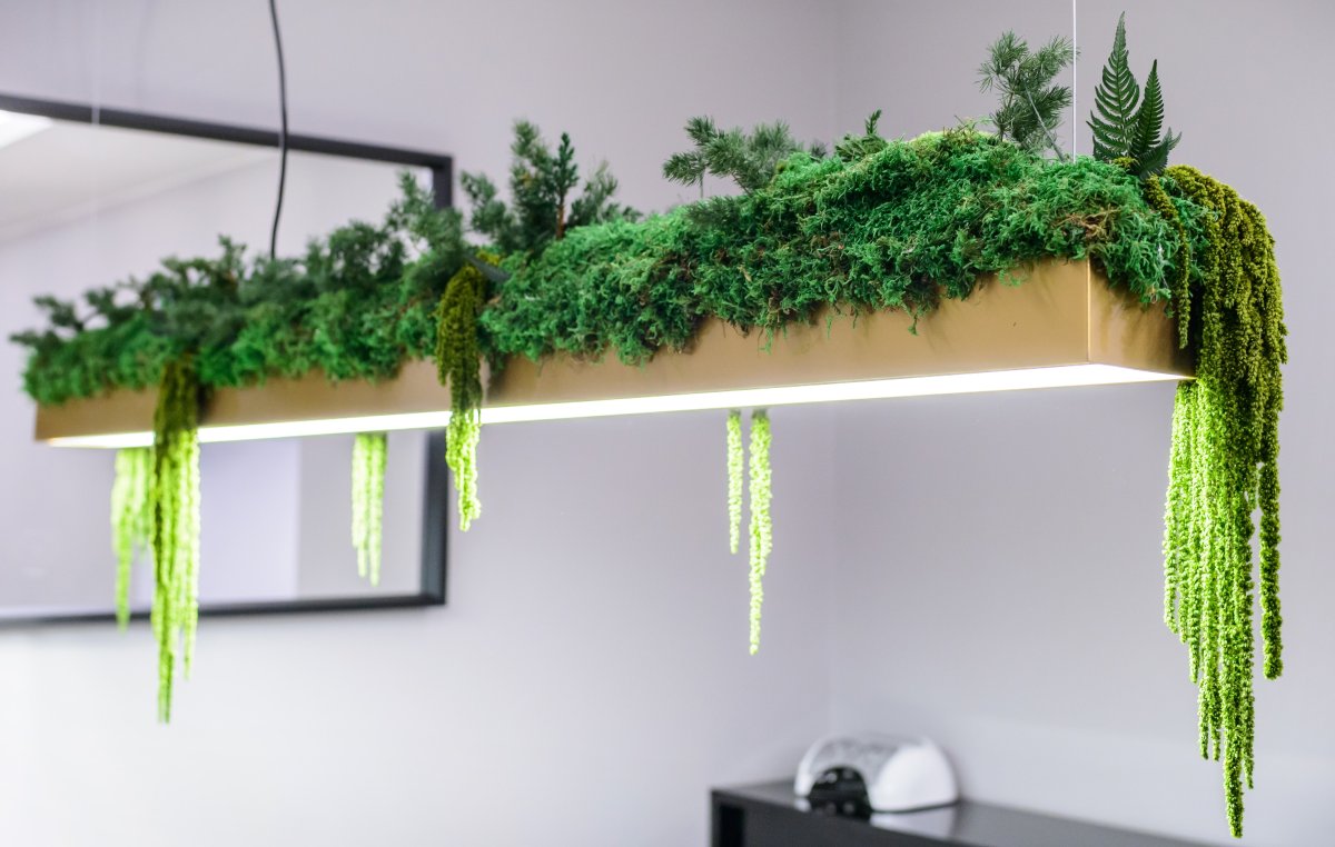 Комнатные цветы на стене