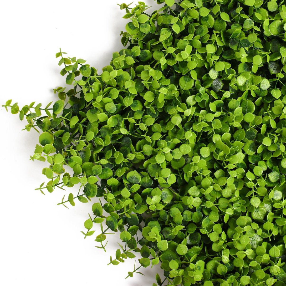 Живая изгородь в горшках