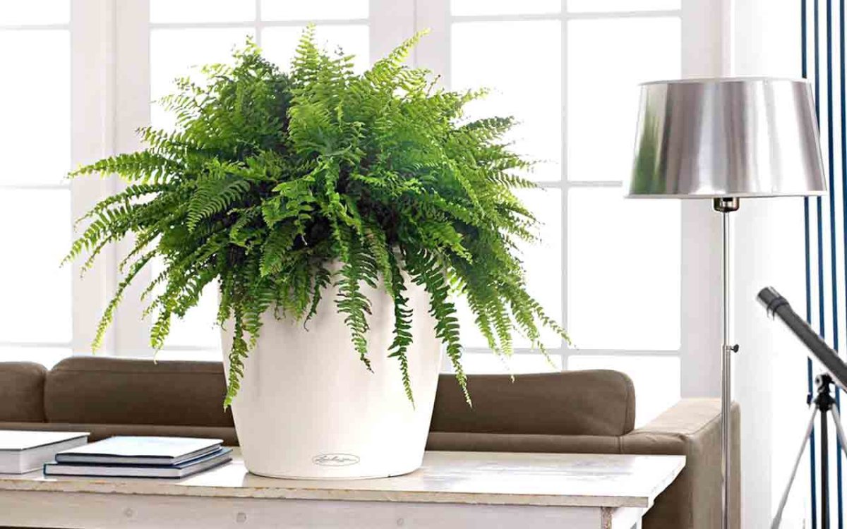 Плющ папоротник Филодендрон