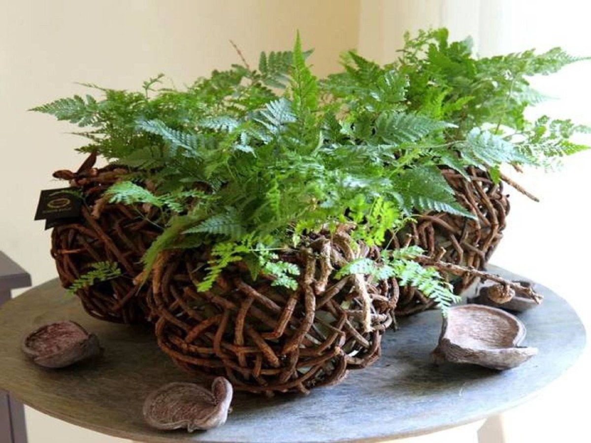 Нефролепис Мариса