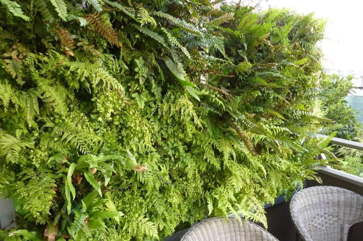 Папоротник в вазе