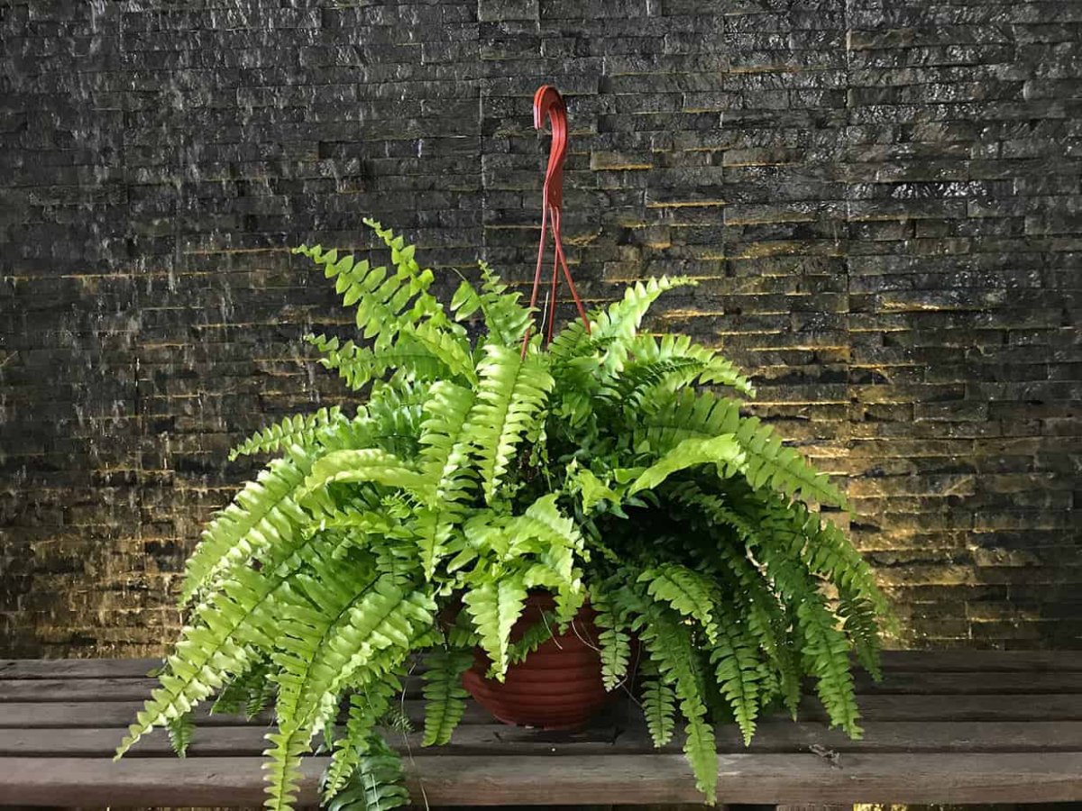 Папоротник Леруа Мерлен