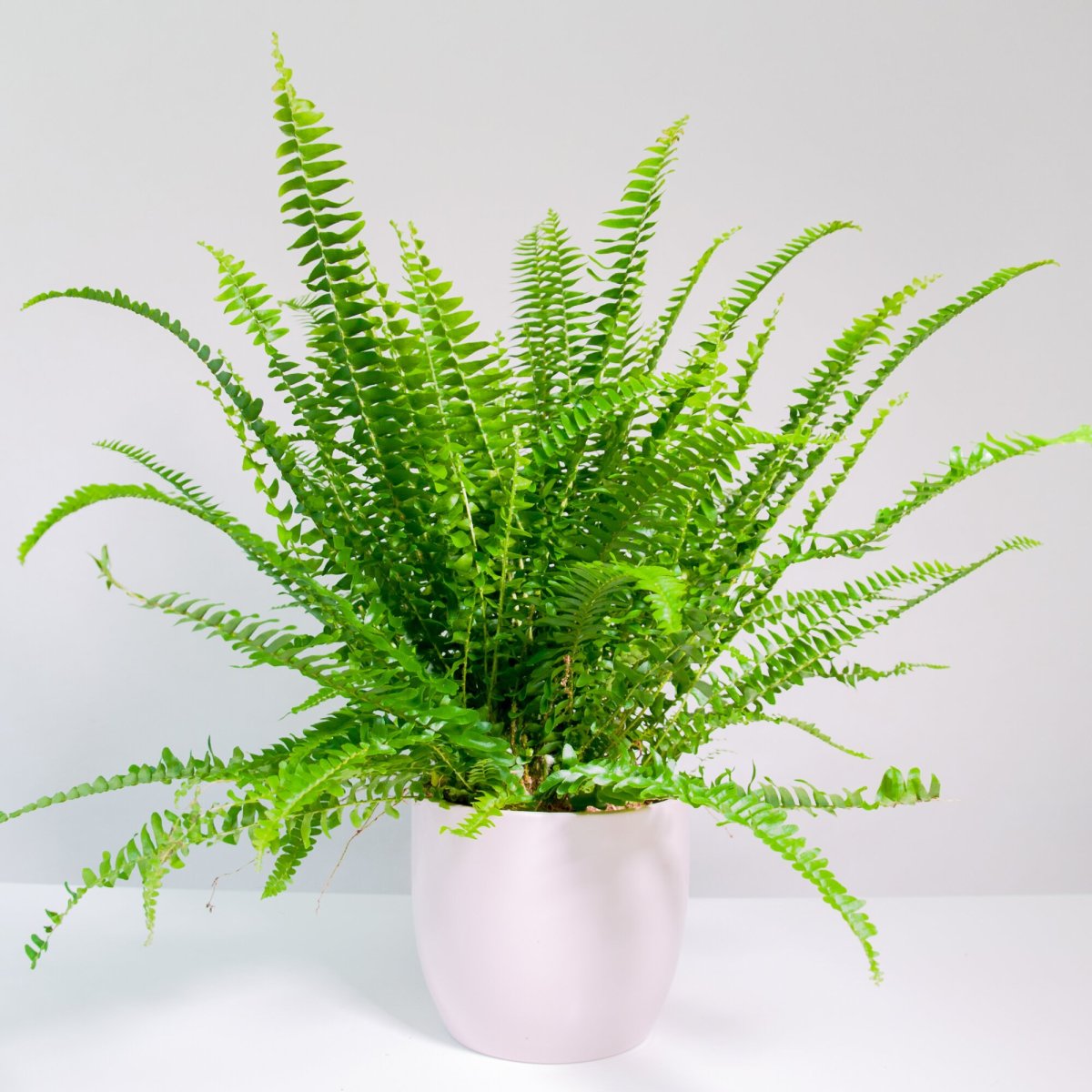 Нефролепис Смита