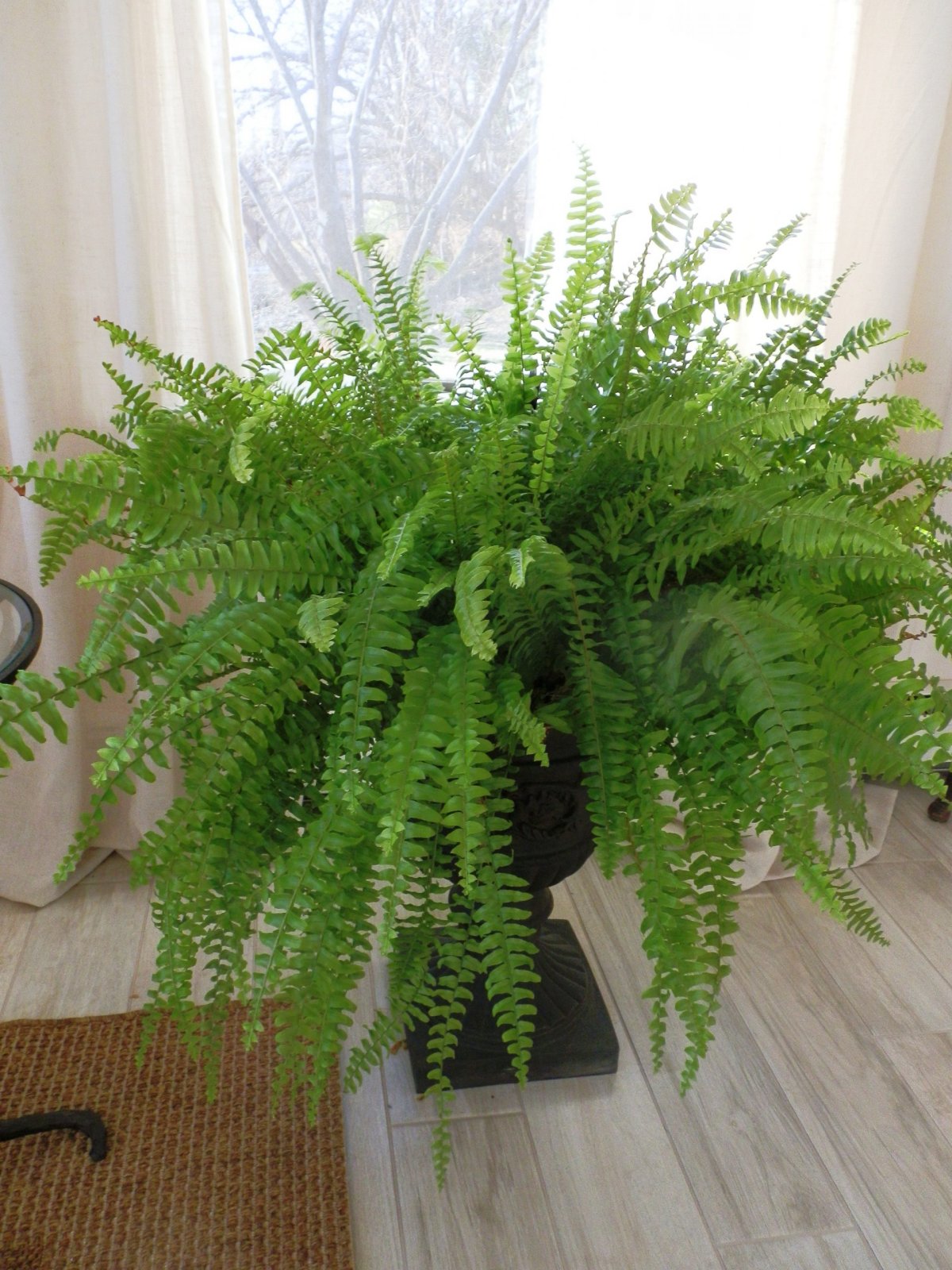 Нефролепис Монтана