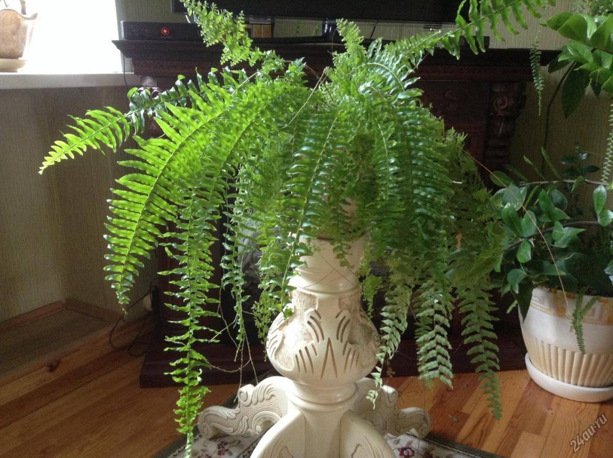 Папоротник в кашпо в саду