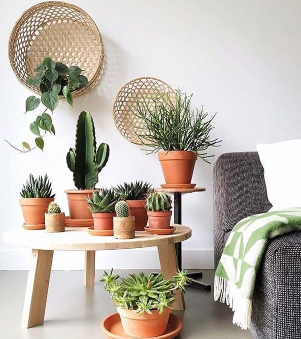 Комнатные цветы в интерьере