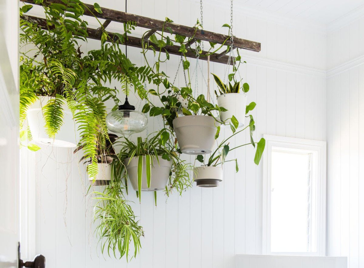 Ипомея и клематис на балконе