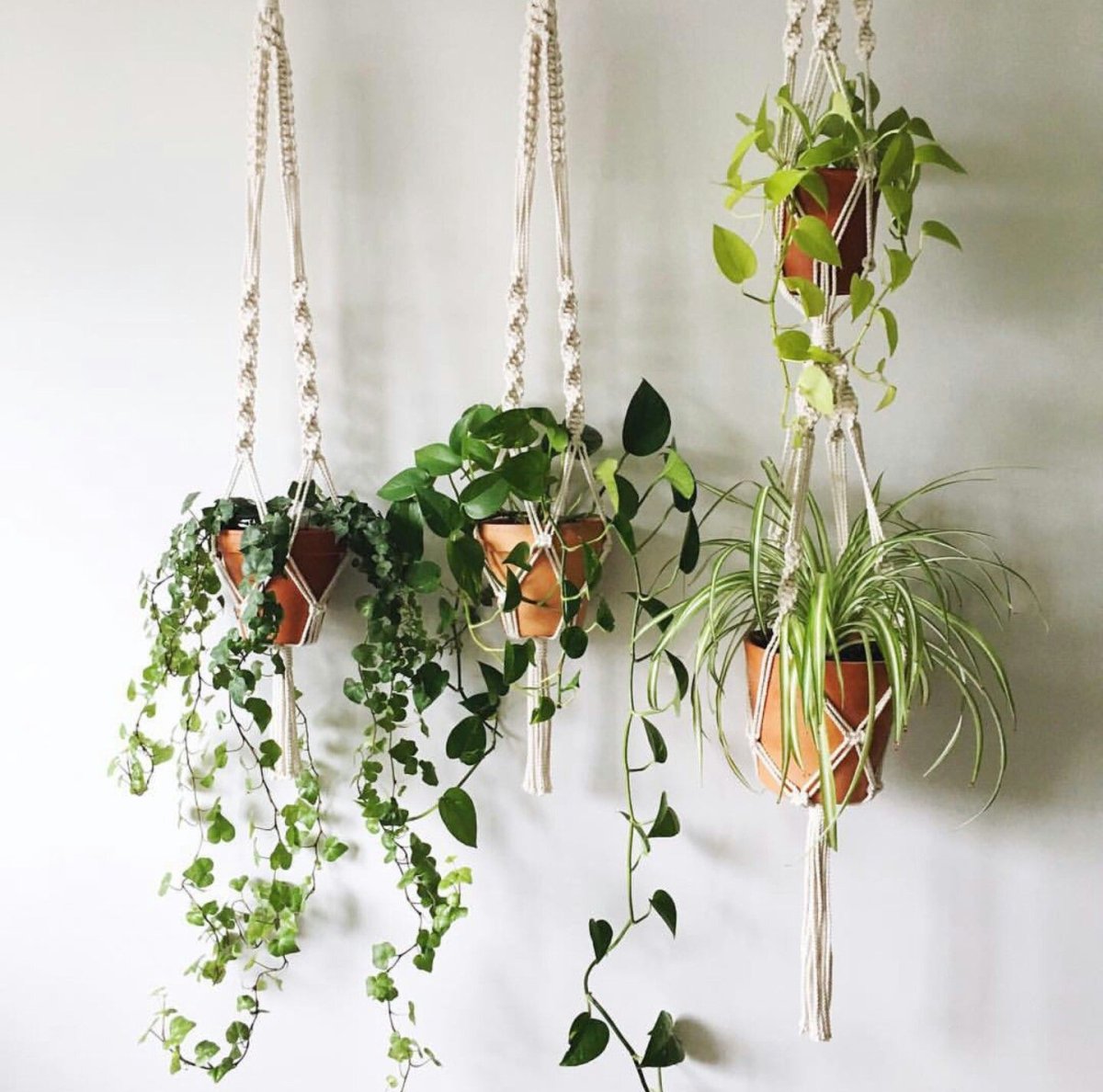 Хедера плющ ева