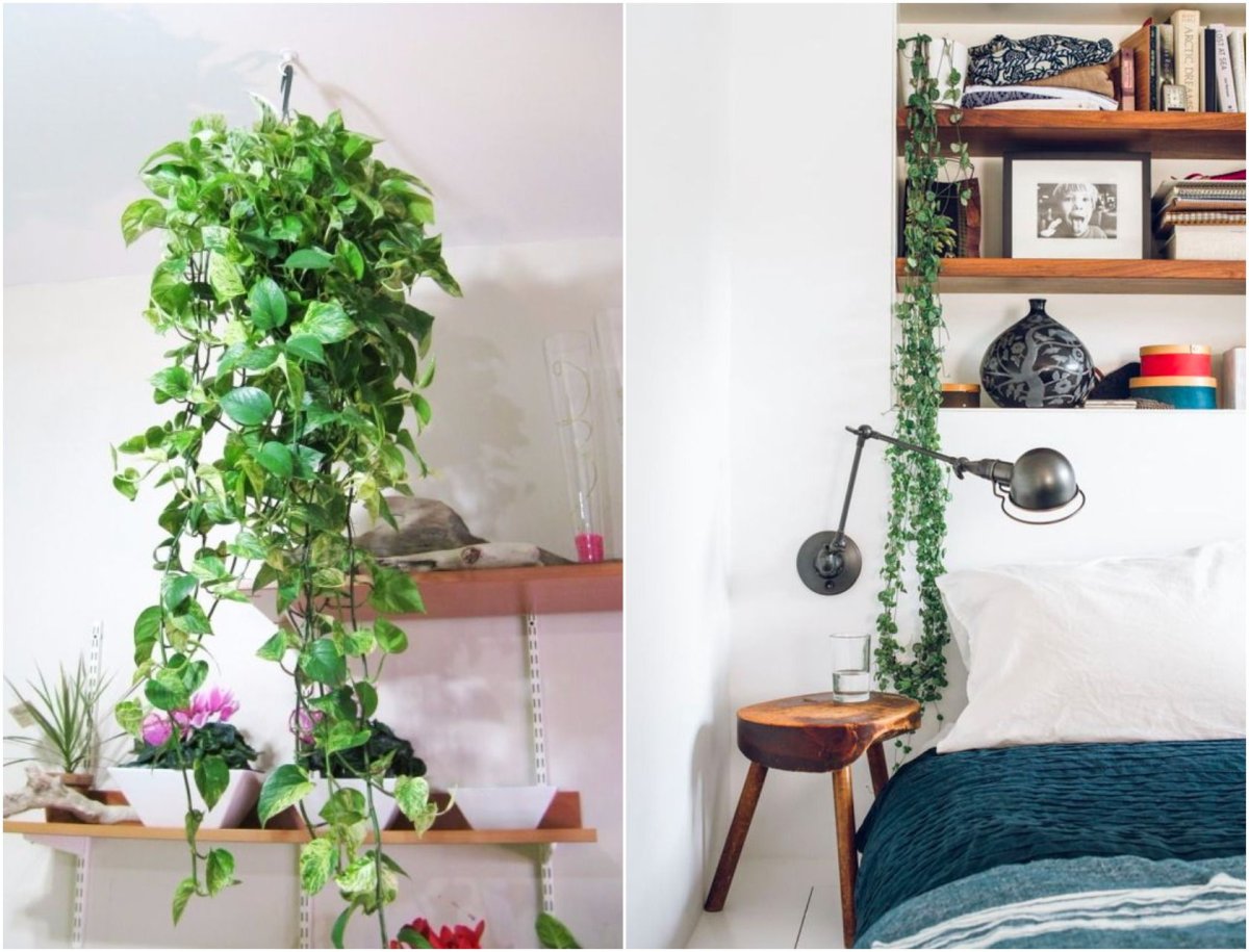 Растение Хедера Хеликс